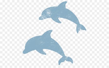 Common bottlenose dolphin Tucuxi Rough-toothed dolphin Fauna - dolphin 
