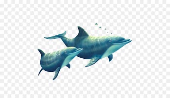 Common bottlenose dolphin Tucuxi Short-beaked common dolphin Rough-toothed dolphin Spinner dolphin - Delfin 