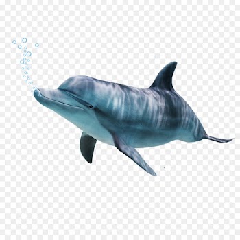 Common bottlenose dolphin Tucuxi Short-beaked common dolphin Wholphin Rough-toothed dolphin - dolphin 