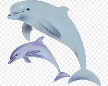 Common Bottlenose Dolphin, Tucuxi, Shortbeaked Common Dolphin, Dolphin PNG