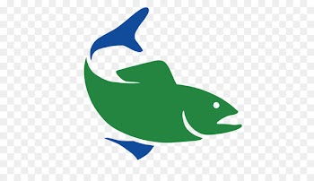 Common bottlenose dolphin University of Connecticut Porpoise Clip art - dolphin 