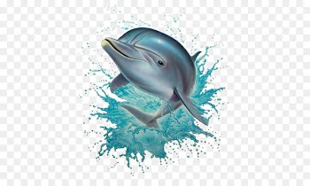 Common bottlenose dolphin Wallpaper - dolphin 