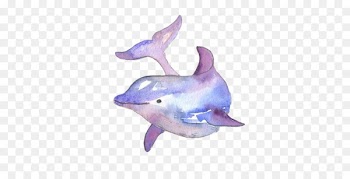 Common bottlenose dolphin Watercolor painting Drawing - animals background 