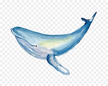 Common bottlenose dolphin Watercolor painting Whale - Vector watercolor whale 