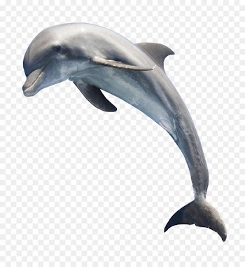 Common bottlenose dolphin Whale - Dolphin 