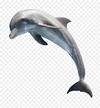 Common bottlenose dolphin Whale - Dolphin png download - 1208*1301 ...