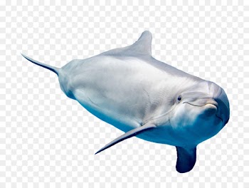 Common bottlenose dolphin White-beaked dolphin Rough-toothed dolphin Short-beaked common dolphin Tucuxi - A dolphin 