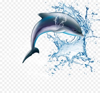 Common bottlenose dolphin Wholphin Wine Tucuxi - dolphin 
