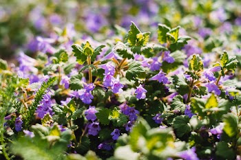 Common bugloss flowers
