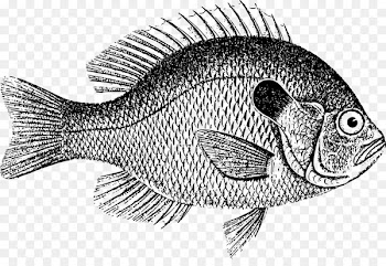 Common Carp, Drawing, Download, Fish, Vertebrate PNG
