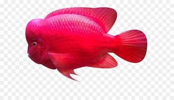 Common carp Fish Biology Ocean - Swam the ocean fish 