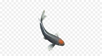 Common carp Fish - Water fish 