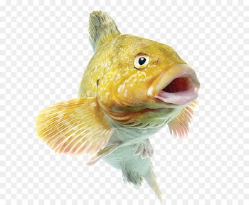Common carp Fishing bait Angling - fish 