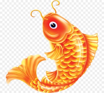 Common carp Goldfish - Fish pictures 