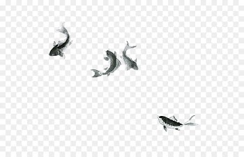 Common carp Goldfish Ink wash painting - Swimming goldfish 