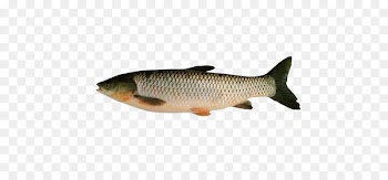 Common carp Grass carp Silver carp Fish - Flower silver carp food photography 