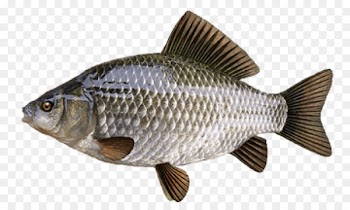 Common carp Prussian carp Crucian carp Goldfish Angling - fish 