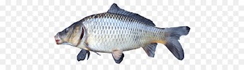 Common carp Tilapia Freshwater fish Carp fishing - fish 