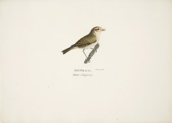 Common chiffchaff, 1828 - 1838, | Free Photo - rawpixel
