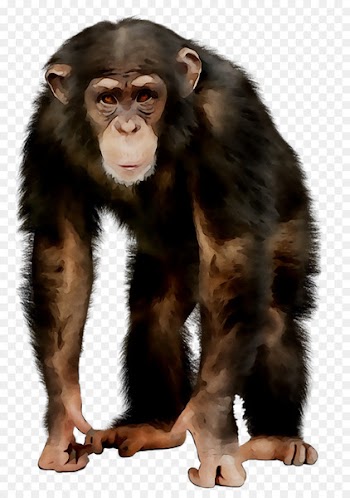 Common chimpanzee Ape Monkey Jordan Image -  