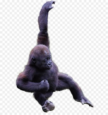 Common chimpanzee Western gorilla Monkey Instagram Talijiwo - monkey 