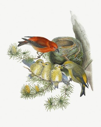 Common Crossbill bird, vintage animal | Free PSD Illustration - rawpixel