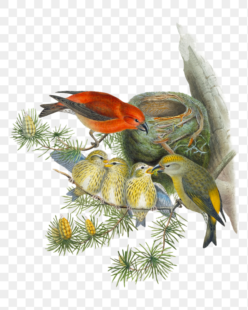 Common Crossbill png bird sticker, | Free PNG Illustration - rawpixel