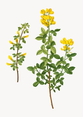 Common cytisus flowers | Free stock vector - 568835