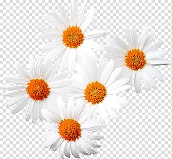 Common daisy Chamomile , Chrysanthemum Chrysanthemum Flower material transparent background PNG clipart