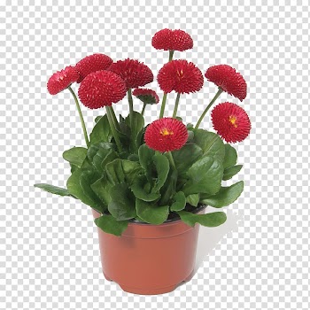 Common daisy Chrysanthemum Flower Bonsai Seed, Potted flower bouquet transparent background PNG clipart