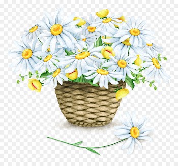 Common daisy Chrysanthemum Watercolor painting Illustration - White chrysanthemum 