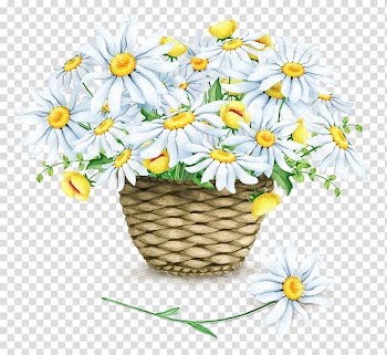 Common daisy Chrysanthemum Watercolor painting Illustration, White chrysanthemum transparent background PNG clipart