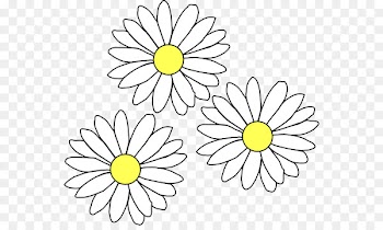 Common daisy Clip art - daisies 