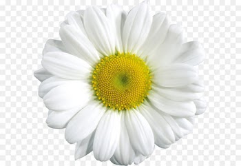 Common daisy Clip art - Large Transparent Daisy Clipart 