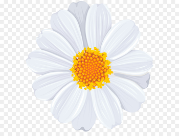 Common daisy Clip art - White Daisy PNG Transparent Clip Art Image ...