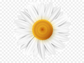 Common daisy Clip art - White Daisy Transparent PNG Clip Art Image 