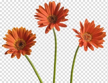 Common daisy Daisy family Barberton daisy Cut flowers Plant, plant transparent background PNG clipart