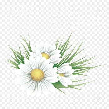 Common daisy Floral design Flower Illustration - Vector white floral decoration 