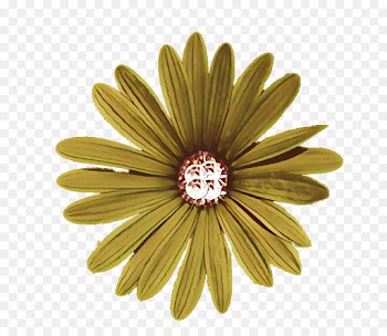 Common Daisy, Flower, Floral Design, Gerbera PNG