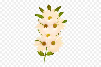 Common Daisy, Flower, Flower Bouquet, Plant PNG