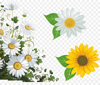 Common daisy Flower Picture frame Stock photography Clip art - White chrysanthemum 