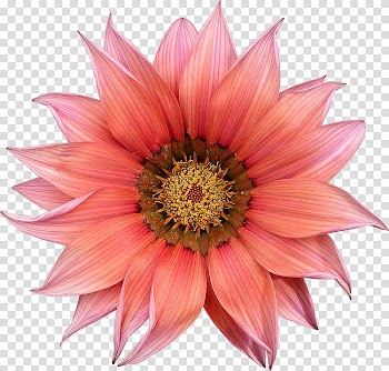 Common daisy Flower Transvaal daisy Rose, 300 Dpi transparent background PNG clipart