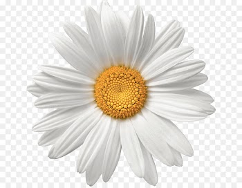 Common daisy Flower White Stock photography - daisy 