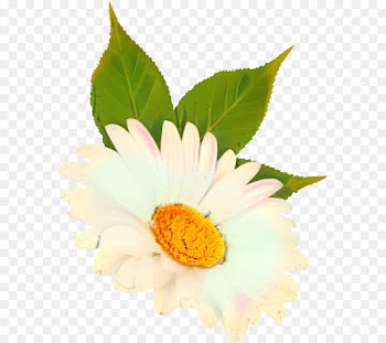 Common Daisy, Oxeye Daisy, Flower, Flowering Plant PNG