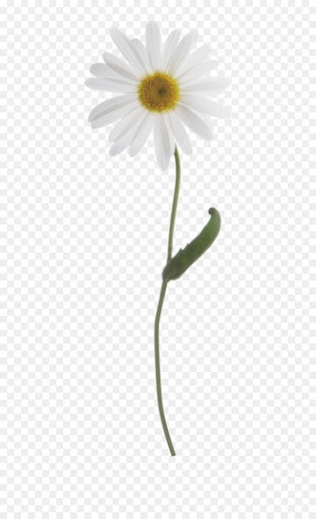 Common daisy Oxeye daisy Plant stem - chamomile 