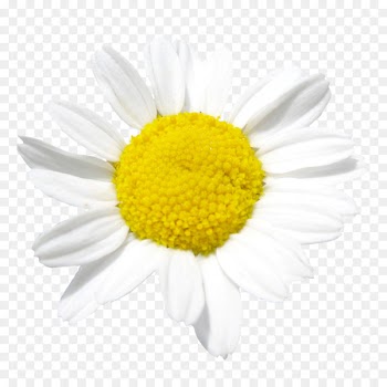 Common daisy Roman chamomile Essential oil Illustration - chamomile 
