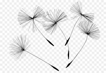 Common Dandelion Drawing Canvas print - Dandelion Seeds 