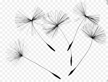 Common Dandelion Drawing Flower Seed - Drift dandelion 