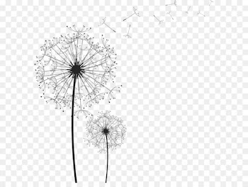 Common Dandelion Euclidean vector Clip art - Dandelion PNG 