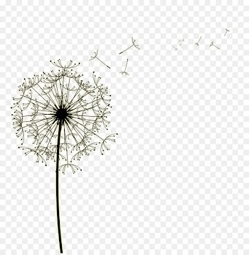 Common Dandelion Euclidean vector Presentation - Dandelion leaves floating petal bubble simple and elegant Grove 
